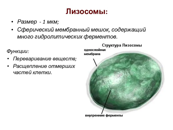 Лизосомы: Размер - 1 мкм; Сферический мембранный мешок, содержащий много гидролитических ферментов.