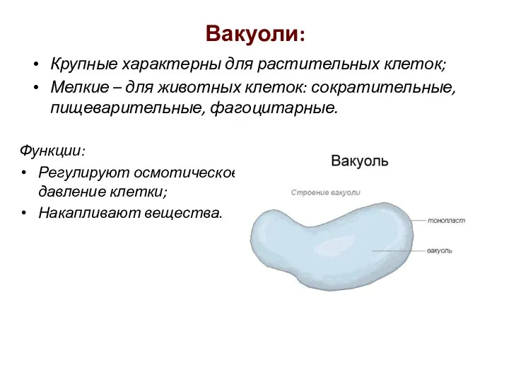 Вакуоли: Крупные характерны для растительных клеток; Мелкие – для животных клеток: сократительные,