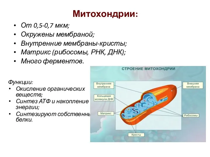 Митохондрии: От 0,5-0,7 мкм; Окружены мембраной; Внутренние мембраны-кристы; Матрикс (рибосомы, РНК, ДНК);