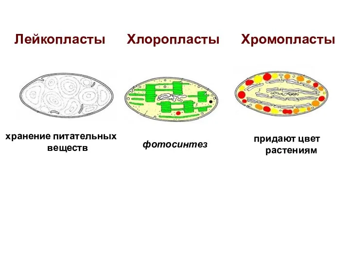 Лейкопласты Хлоропласты Хромопласты хранение питательных веществ фотосинтез придают цвет растениям