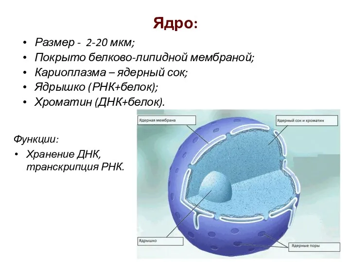 Ядро: Размер - 2-20 мкм; Покрыто белково-липидной мембраной; Кариоплазма – ядерный сок;