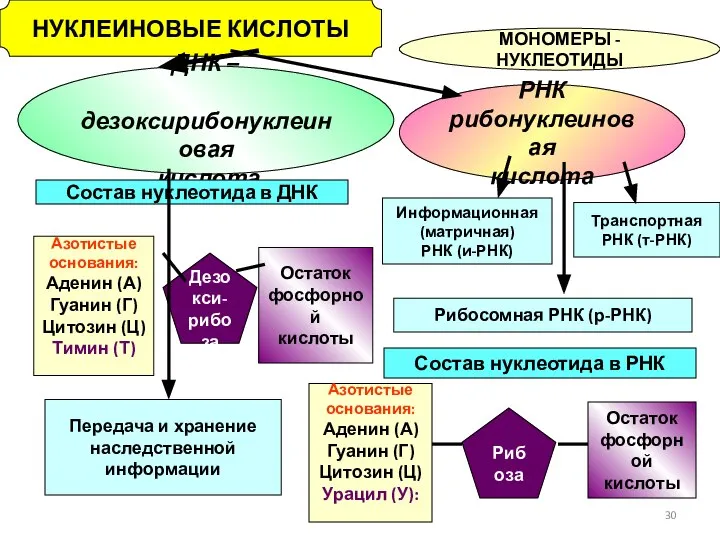 НУКЛЕИНОВЫЕ КИСЛОТЫ МОНОМЕРЫ - НУКЛЕОТИДЫ ДНК – дезоксирибонуклеиновая кислота РНК рибонуклеиновая кислота