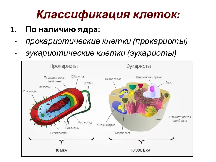 Классификация клеток: По наличию ядра: прокариотические клетки (прокариоты) эукариотические клетки (эукариоты)