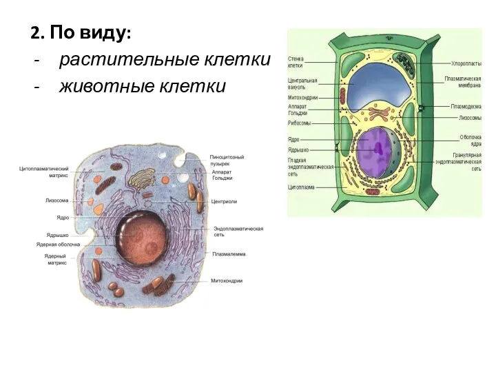 2. По виду: растительные клетки животные клетки