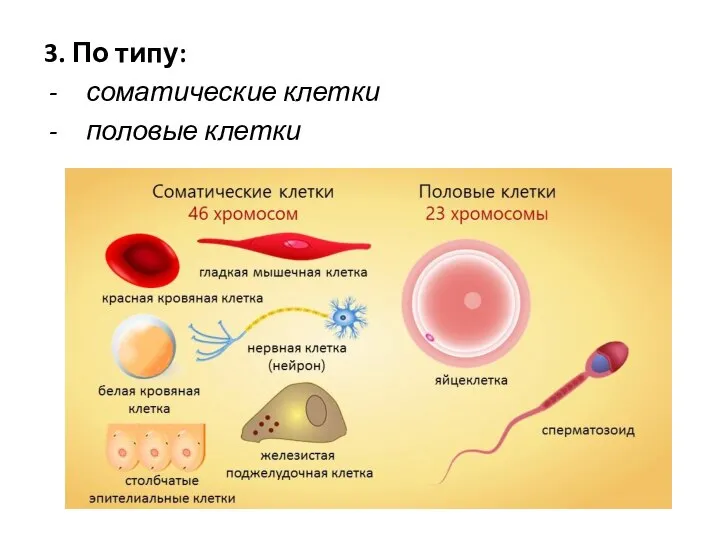 3. По типу: соматические клетки половые клетки