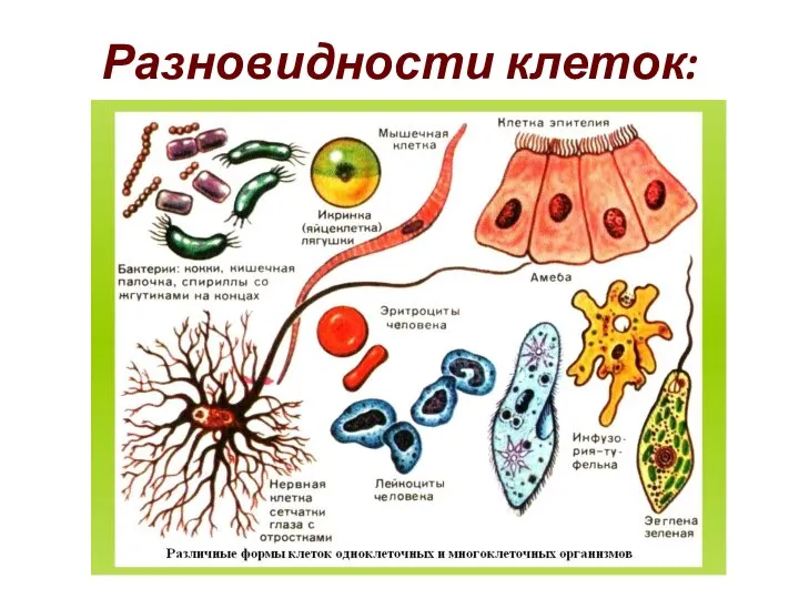 Разновидности клеток: