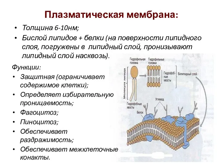 Плазматическая мембрана: Толщина 6-10нм; Бислой липидов + белки (на поверхности липидного слоя,