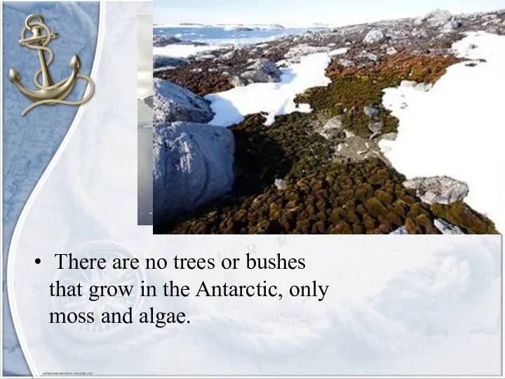 There are no trees or bushes that grow in the Antarctic, only moss and algae.