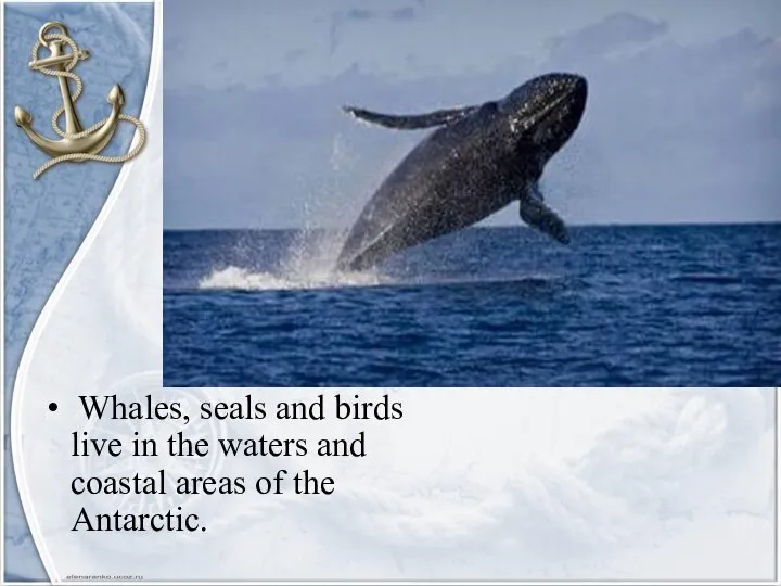 Whales, seals and birds live in the waters and coastal areas of the Antarctic.