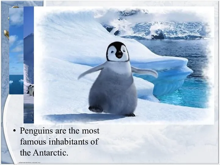 Penguins are the most famous inhabitants of the Antarctic.