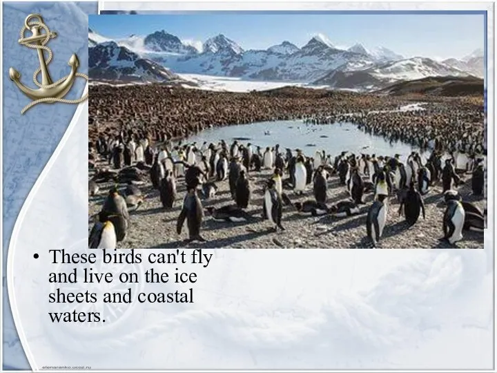 These birds can't fly and live on the ice sheets and coastal waters.