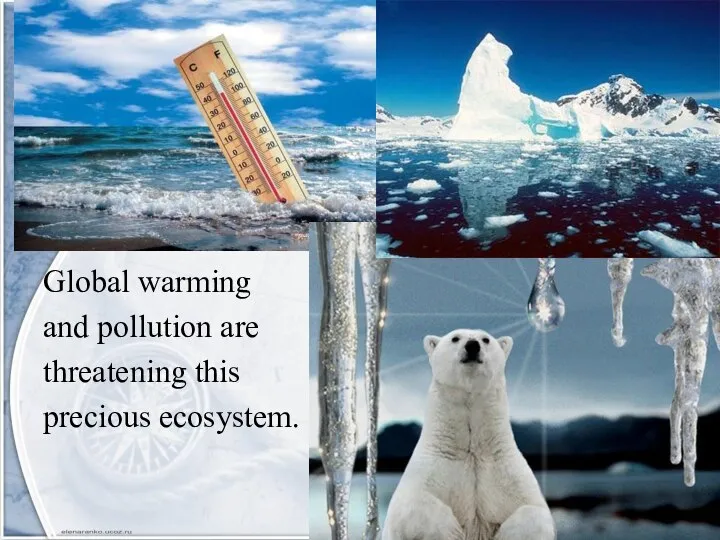 Global warming and pollution are threatening this precious ecosystem.