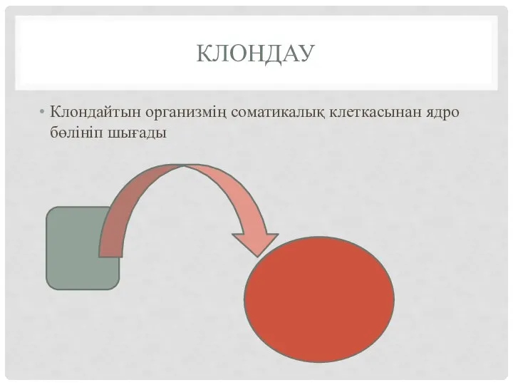 КЛОНДАУ Клондайтын организмің соматикалық клеткасынан ядро бөлініп шығады