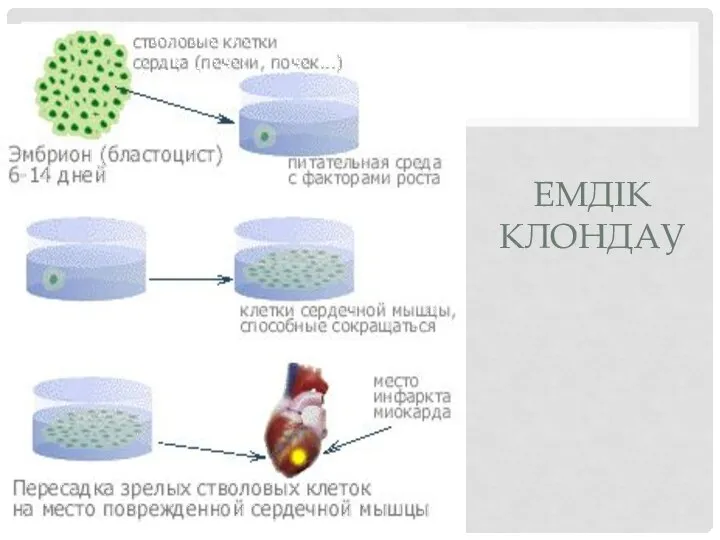 ЕМДІК КЛОНДАУ