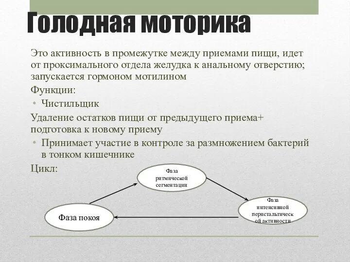 Голодная моторика Это активность в промежутке между приемами пищи, идет от проксимального