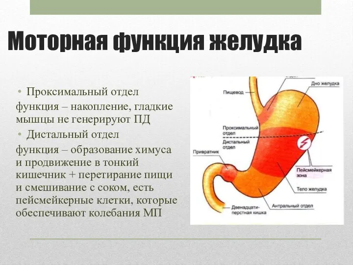 Моторная функция желудка Проксимальный отдел функция – накопление, гладкие мышцы не генерируют