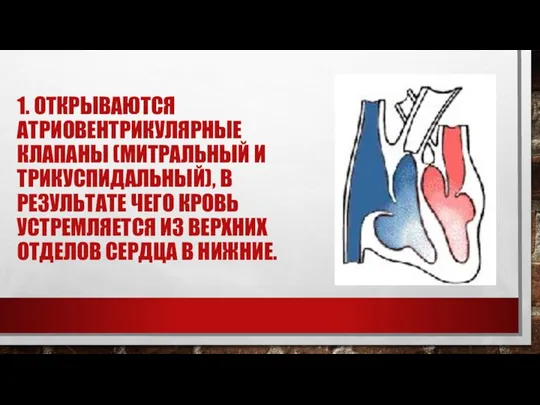 1. ОТКРЫВАЮТСЯ АТРИОВЕНТРИКУЛЯРНЫЕ КЛАПАНЫ (МИТРАЛЬНЫЙ И ТРИКУСПИДАЛЬНЫЙ), В РЕЗУЛЬТАТЕ ЧЕГО КРОВЬ УСТРЕМЛЯЕТСЯ