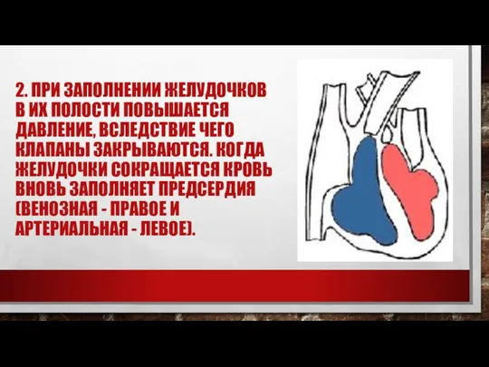 2. ПРИ ЗАПОЛНЕНИИ ЖЕЛУДОЧКОВ В ИХ ПОЛОСТИ ПОВЫШАЕТСЯ ДАВЛЕНИЕ, ВСЛЕДСТВИЕ ЧЕГО КЛАПАНЫ