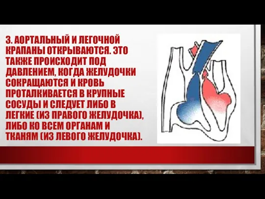 3. АОРТАЛЬНЫЙ И ЛЕГОЧНОЙ КРАПАНЫ ОТКРЫВАЮТСЯ. ЭТО ТАКЖЕ ПРОИСХОДИТ ПОД ДАВЛЕНИЕМ, КОГДА