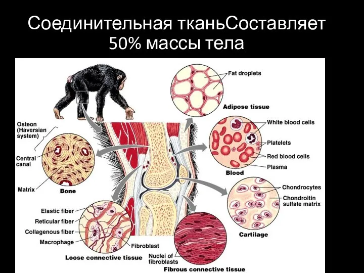 Соединительная тканьСоставляет 50% массы тела