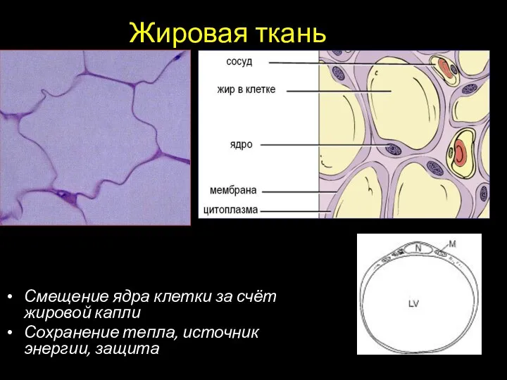 Жировая ткань Смещение ядра клетки за счёт жировой капли Сохранение тепла, источник энергии, защита