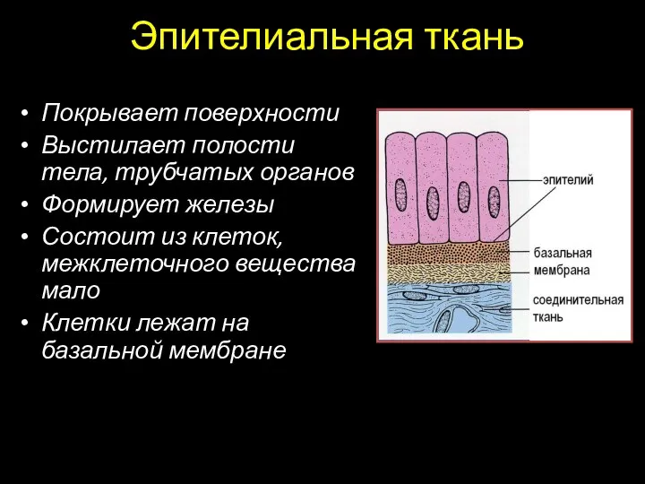 Эпителиальная ткань Покрывает поверхности Выстилает полости тела, трубчатых органов Формирует железы Состоит