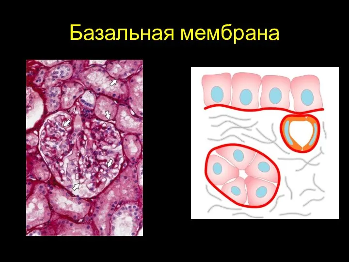 Базальная мембрана