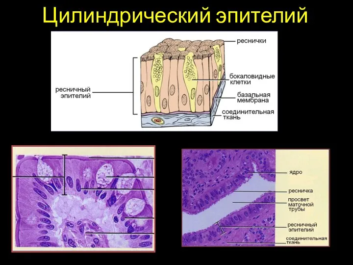 Цилиндрический эпителий