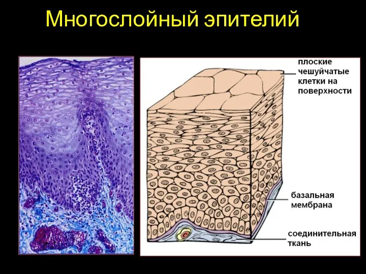 Многослойный эпителий