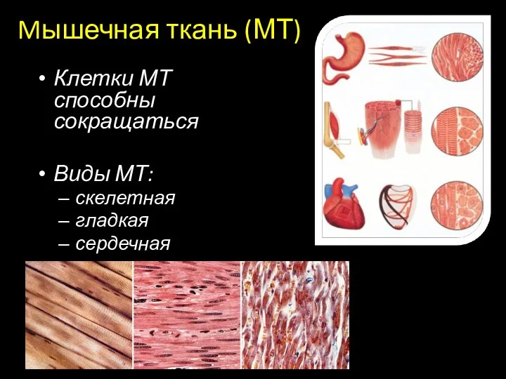 Mышечная ткань (МТ) Клетки МТ способны сокращаться Виды МТ: скелетная гладкая сердечная