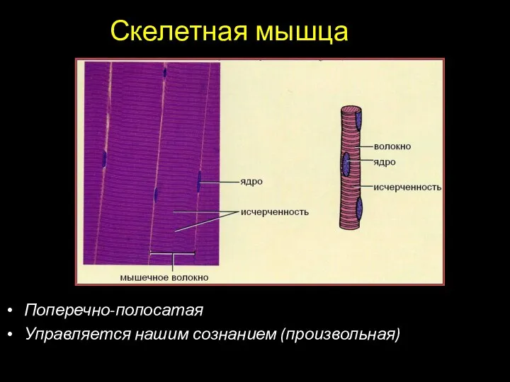 Скелетная мышца Поперечно-полосатая Управляется нашим сознанием (произвольная)