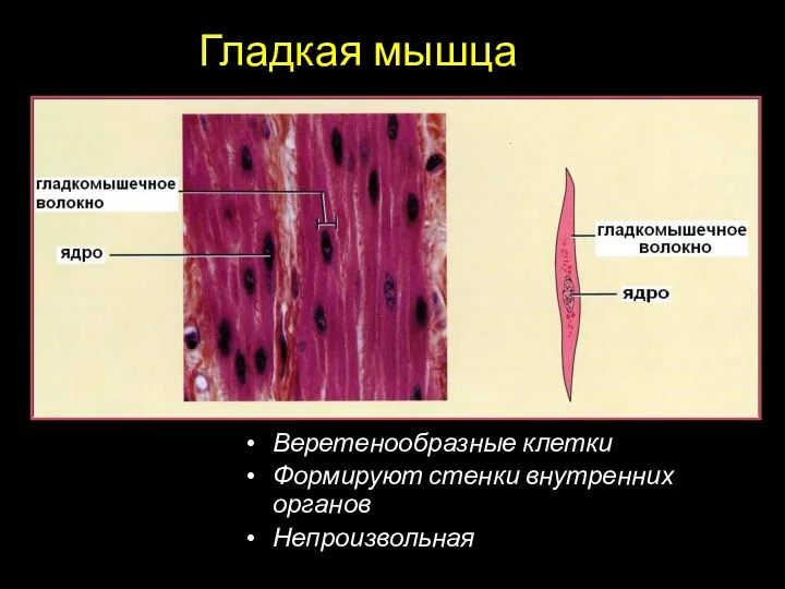 Гладкая мышца Веретенообразные клетки Формируют стенки внутренних органов Непроизвольная