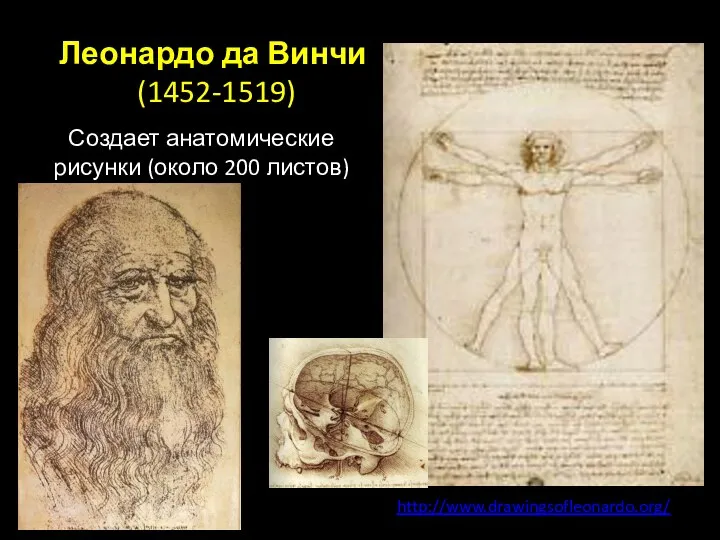 Леонардо да Винчи (1452-1519) http://www.drawingsofleonardo.org/ Создает анатомические рисунки (около 200 листов)