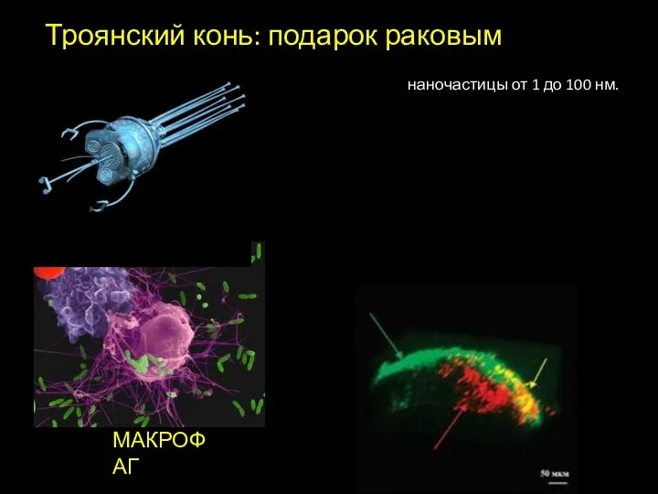 наночастицы от 1 до 100 нм. Троянский конь: подарок раковым опухолям МАКРОФАГ