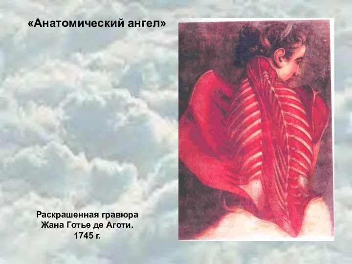 «Анатомический ангел» Раскрашенная гравюра Жана Готье де Аготи. 1745 г.