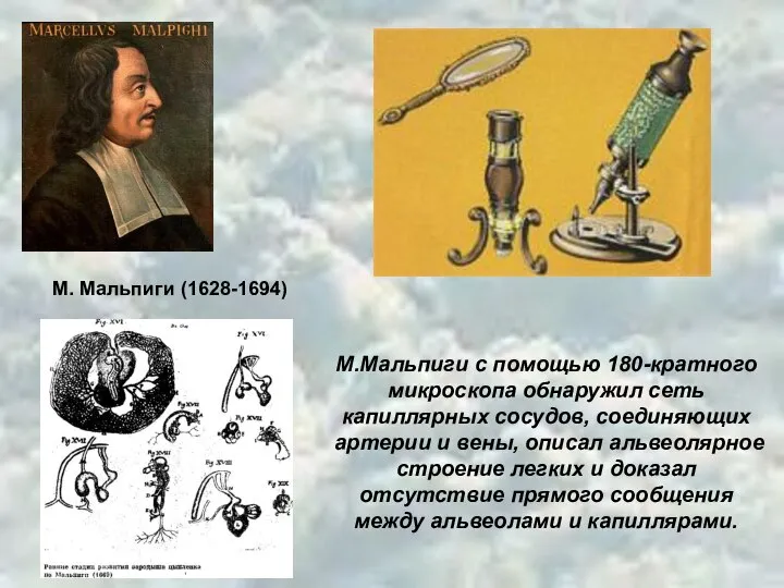 М. Мальпиги (1628-1694) М.Мальпиги с помощью 180-кратного микроскопа обнаружил сеть капиллярных сосудов,