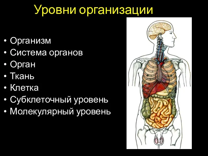 Уровни организации Организм Система органов Орган Ткань Клетка Субклеточный уровень Молекулярный уровень