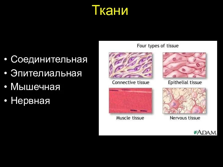 Ткани Соединительная Эпителиальная Мышечная Нервная