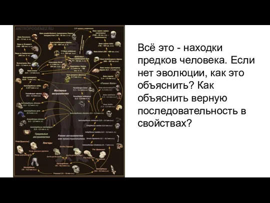 Всё это - находки предков человека. Если нет эволюции, как это объяснить?