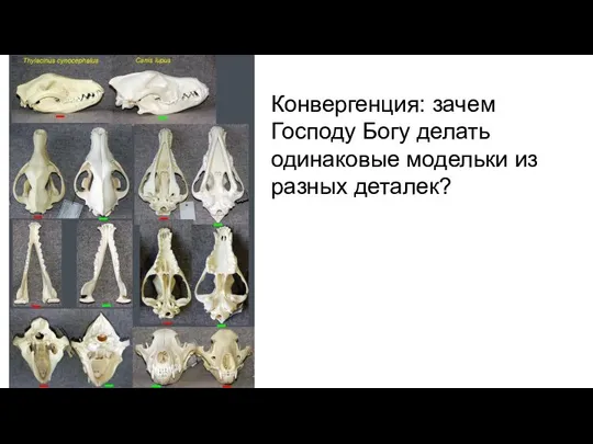 Конвергенция: зачем Господу Богу делать одинаковые модельки из разных деталек?