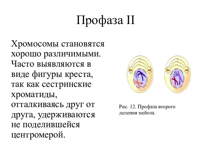 Профаза II Хромосомы становятся хорошо различимыми. Часто выявляются в виде фигуры креста,