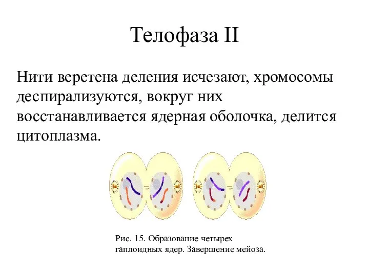 Нити веретена деления исчезают, хромосомы деспирализуются, вокруг них восстанавливается ядерная оболочка, делится