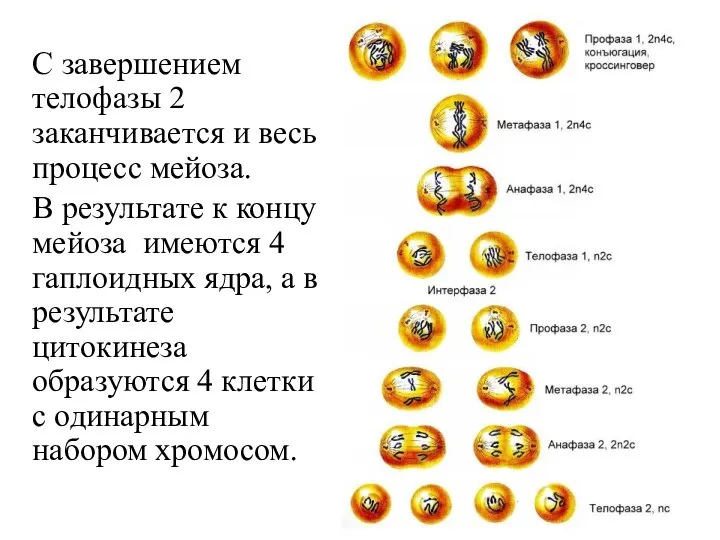 С завершением телофазы 2 заканчивается и весь процесс мейоза. В результате к