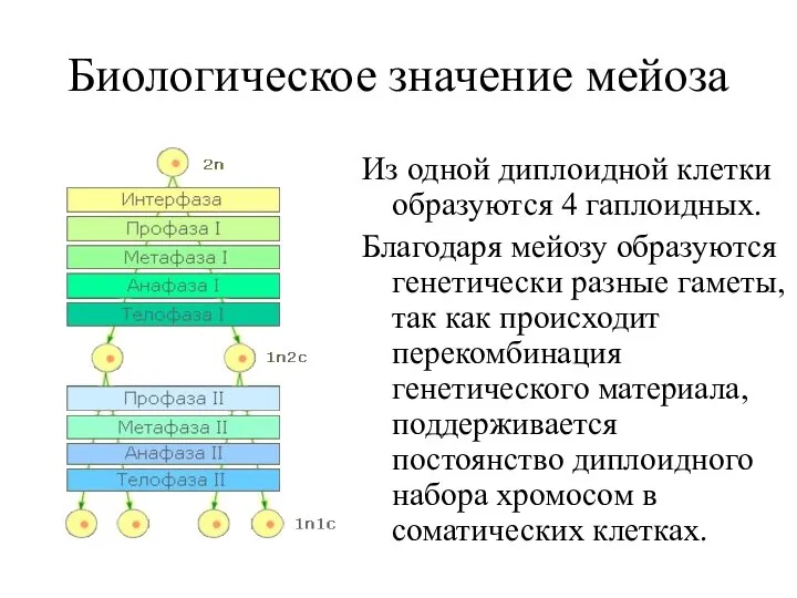 Биологическое значение мейоза Из одной диплоидной клетки образуются 4 гаплоидных. Благодаря мейозу