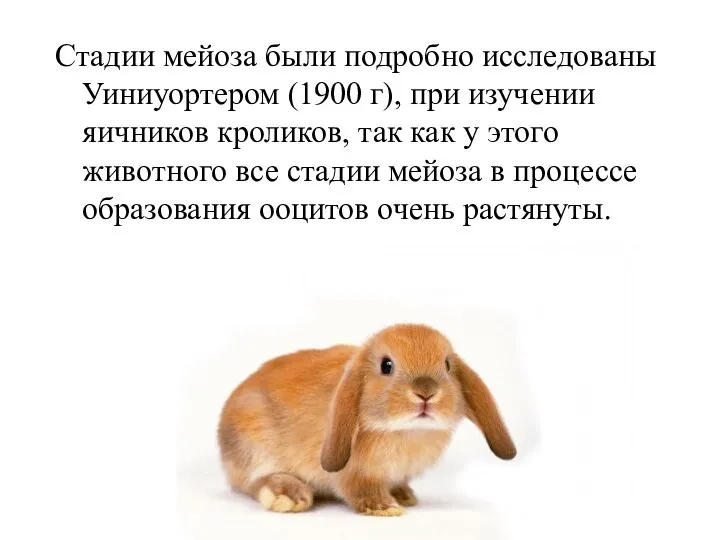 Стадии мейоза были подробно исследованы Уиниуортером (1900 г), при изучении яичников кроликов,