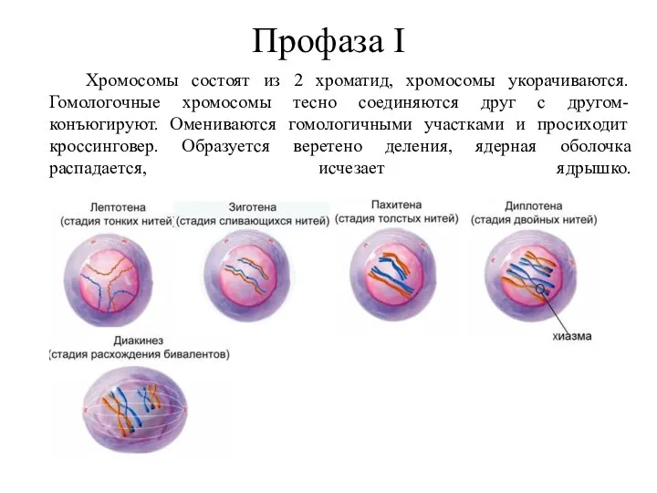 Профаза I Хромосомы состоят из 2 хроматид, хромосомы укорачиваются. Гомологочные хромосомы тесно