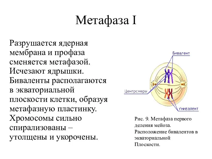 Метафаза I Разрушается ядерная мембрана и профаза сменяется метафазой. Исчезают ядрышки. Биваленты