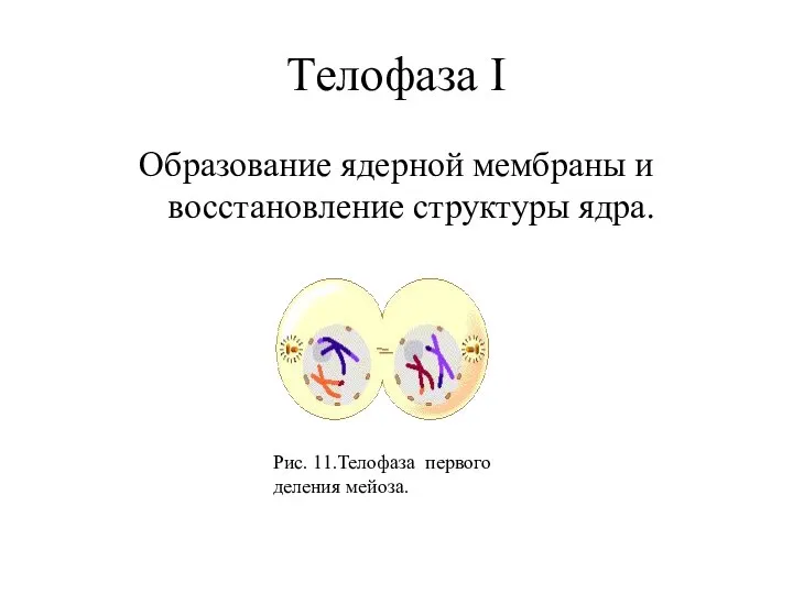 Телофаза I Образование ядерной мембраны и восстановление структуры ядра. Рис. 11.Телофаза первого деления мейоза.