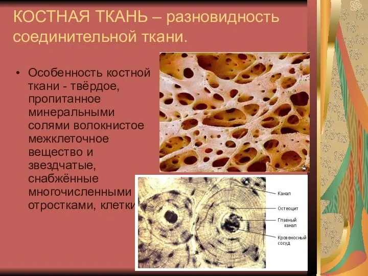 КОСТНАЯ ТКАНЬ – разновидность соединительной ткани. Особенность костной ткани - твёрдое, пропитанное