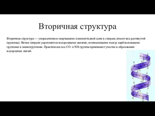 Вторичная структура Вторичная структура — упорядоченное свертывание полипептидной цепи в спираль (имеет